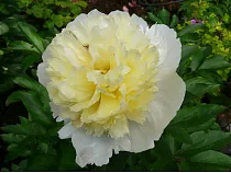 Пион - Paeonia Grp 'Primevère' D11 H30