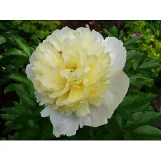 Пион - Paeonia Grp 'Primevère' D11 H30