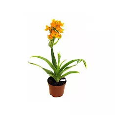 Орнитогалум (Птицемлечник) оранжевый - Ornithogalum D12 H30