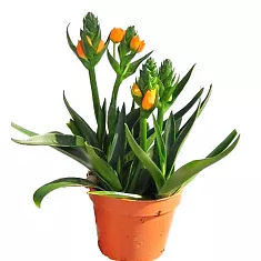 Орнитогалум (Птицемлечник) ораньжевый - Ornithogalum Thyrsoides D14 H40