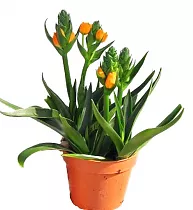 Орнитогалум (Птицемлечник) ораньжевый - Ornithogalum Thyrsoides D14 H40