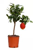 Лимон Россо - Limone Rosso D21 H80