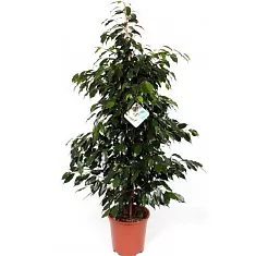 Фикус Бенджамина Даниэль - Ficus benjamina Danielle D24 H150