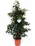 Фикус Бенджамина Даниэль - Ficus benjamina Danielle D24 H150
