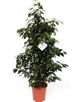 Фикус Бенджамина Даниэль - Ficus benjamina Danielle D24 H150