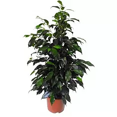 Фикус Бенджамина Даниэль - Ficus benjamina Danielle D22 H110