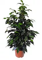 Фикус Бенджамина Даниэль - Ficus benjamina Danielle D22 H110