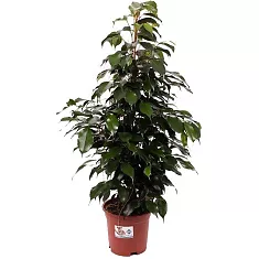 Фикус Бенджамина Даниэль - Ficus benjamina Danielle D24 H130