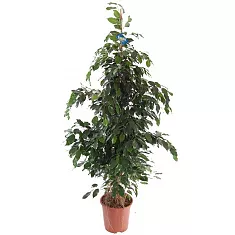 Фикус Бенджамина Даниэль - Ficus benjamina Danielle D27 H170