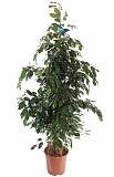 Фикус Бенджамина Даниэль - Ficus benjamina Danielle D27 H170