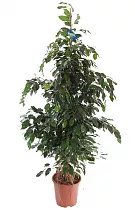 Фикус Бенджамина Даниэль - Ficus benjamina Danielle D27 H170