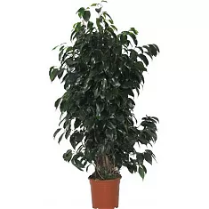 Фикус Бенджамина Даниэль - Ficus benjamina Danielle D31 H180