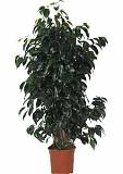 Фикус Бенджамина Даниэль - Ficus benjamina Danielle D31 H180
