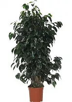Фикус Бенджамина Даниэль - Ficus benjamina Danielle D31 H180