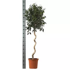 Фикус Бенджамина Даниэль - Ficus benjamina Danielle D40 H170