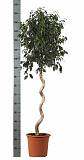 Фикус Бенджамина Даниэль - Ficus benjamina Danielle D40 H170