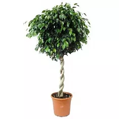 Фикус Бенджамина Даниэль - Ficus benjamina Danielle D40 H150