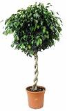 Фикус Бенджамина Даниэль - Ficus benjamina Danielle D40 H150