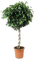 Фикус Бенджамина Даниэль - Ficus benjamina Danielle D40 H150