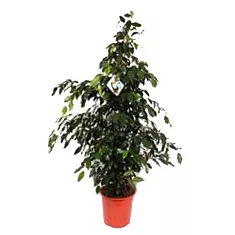 Фикус Бенджамина Даниэль - Ficus benjamina Danielle D30 H140