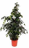 Фикус Бенджамина Даниэль - Ficus benjamina Danielle D30 H140