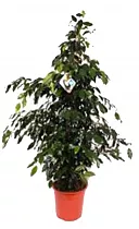 Фикус Бенджамина Даниэль - Ficus benjamina Danielle D30 H140