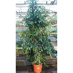 Фикус Бенджамина Даниэль - Ficus benjamina Danielle D40 H210