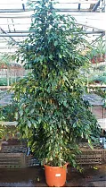 Фикус Бенджамина Даниэль - Ficus benjamina Danielle D40 H210