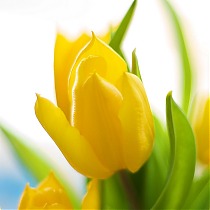 Тюльпан Strong Gold желтый 50 шт.