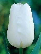Тюльпан Вайт Дрим 10 шт