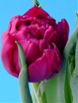 Тюльпан World Bowl 50 штук