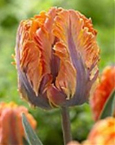 Тюльпан Princess Irene parkiet 50 штук