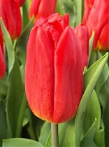 Тюльпан Red Gold 50штук