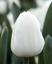 Тюльпан Антарктика 10 шт