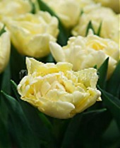 Тюльпан Avant Garde 50 штук