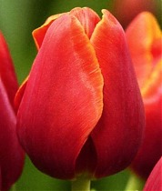 Тюльран Verandi 50 штук