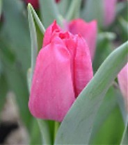 Тюльпан Sweet Rosy 50 штук