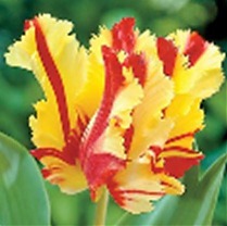 Тюльпан Flaming Parrot 50 штук