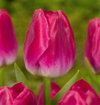 Тюльпан Bolroyal Pink 50 штук