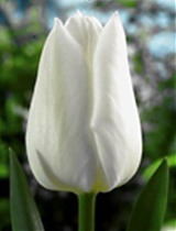 Тюльпан Snow Hill 50 штук