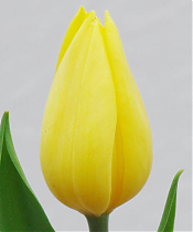 Тюльпан STRONG GOLD 40 см  30 штук