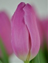 Тюльпан Pink Flag 50 штук