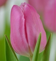 Тюльпан Jumbo Pink 50 штук