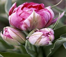 Тюльпан Flash Point 50 штук