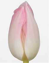 Тюльпан Фирст Класс. 10 штук