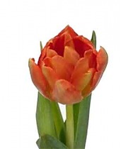 Тюльпан Викинг. 10 штук