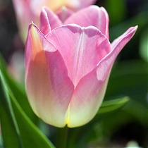 Тюльпан Династия. 10 штук