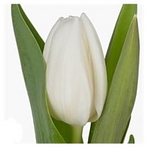 Тюльпан White Dream белый 50 шт.