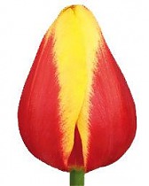 Тюльпан Denmark оранжевый 50 шт.