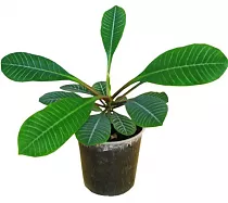 Беложильчатый или беложилковый молочай - Euphorbia leuconeura D9 H20